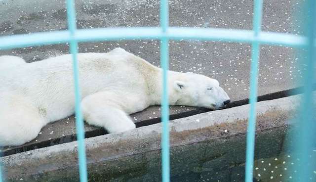 World’s saddest polar bear dies after spending 21 years in concrete pit