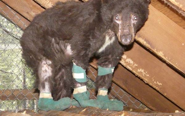 Cinder the Bear, who survived severe wildfire burns, found shot dead