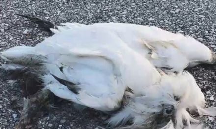CBS: Dead birds litter highway right here in Florida