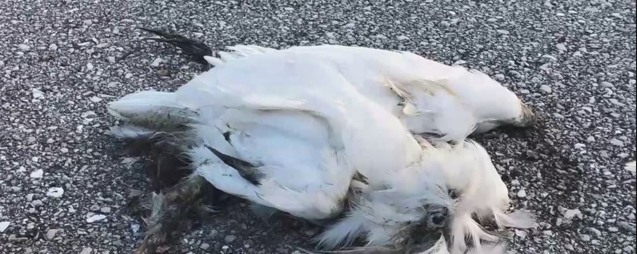 CBS: Dead birds litter highway right here in Florida