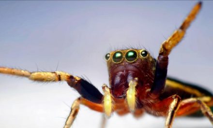 If spiders worked together, they could eat all humans in a year