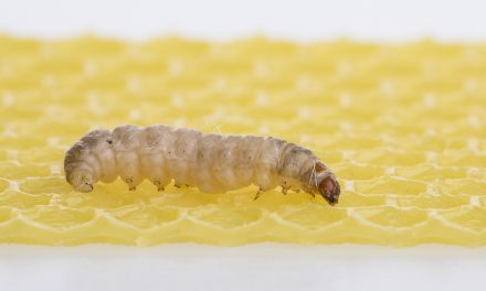 The Economist: Plastic-eating caterpillars could save the planet