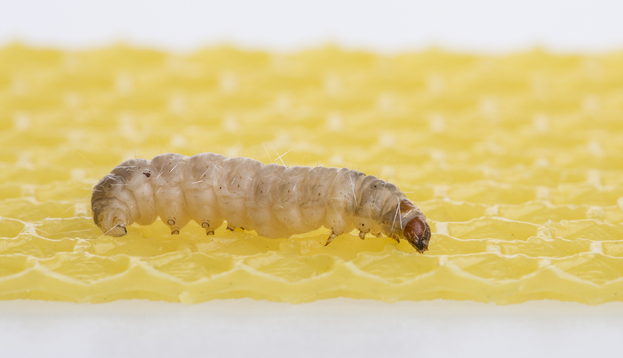 The Economist: Plastic-eating caterpillars could save the planet