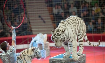 Breaking news: New Jersey becomes first state to adopt a sweeping ban on wild animals in circuses