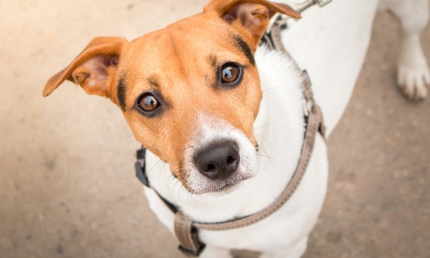 CNN: Dog food recalled due to potentially harmful levels of vitamin D