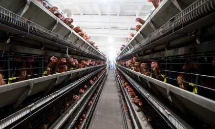 Chicago Tribune: More than a million hens, filling barns at three per square foot. And yes, they’re USDA Organic