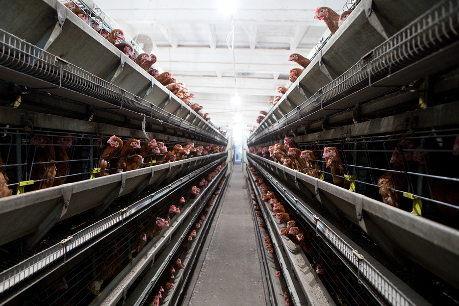 Chicago Tribune: More than a million hens, filling barns at three per square foot. And yes, they’re USDA Organic