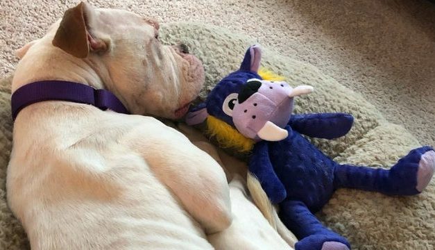 ABC: Dad turns in his own daughter to face animal cruelty charges