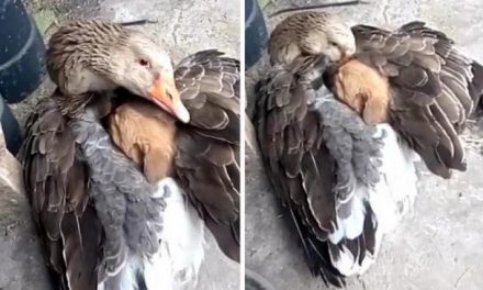 Heartwarming scene of a goose keeping a puppy warm with its wings after it is abandoned on the street