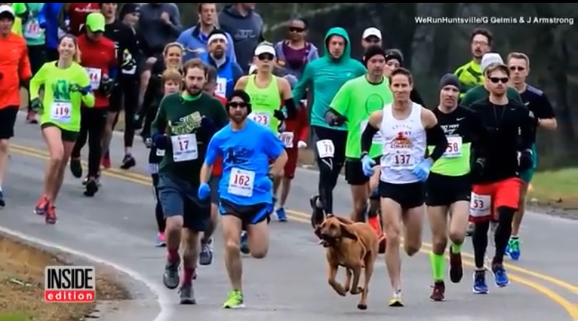 Dog accidentally runs half-marathon after being let out for pee, finishes 7th