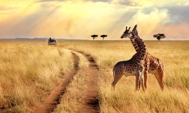 Giraffes just silently went to the list of endangered animals facing extinction