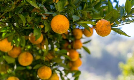 Don’t want antibiotics sprayed on your citrus? Sorry – it’s about to expand, big-time