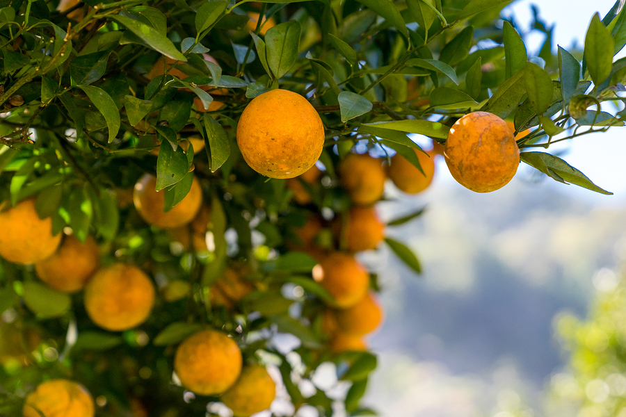 Don’t want antibiotics sprayed on your citrus? Sorry – it’s about to expand, big-time