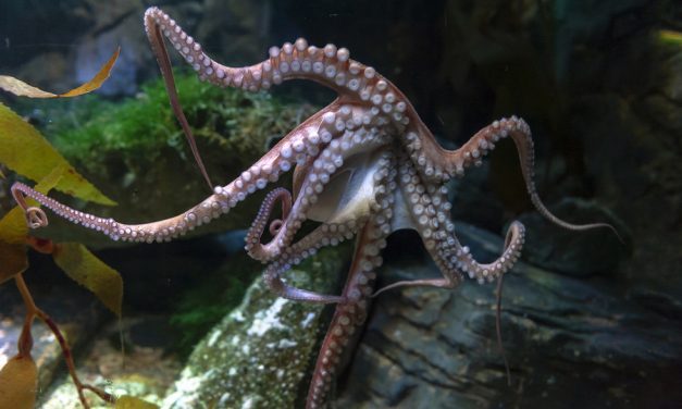 Humans may not be the most intelligent creatures on the planet