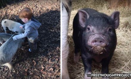 “We just don’t know why.”: Cops show up to neighbor’s home, kill family’s 5 tiny pigs