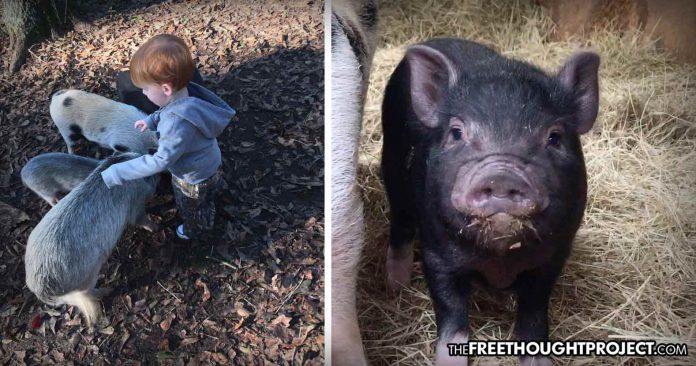 “We just don’t know why.”: Cops show up to neighbor’s home, kill family’s 5 tiny pigs