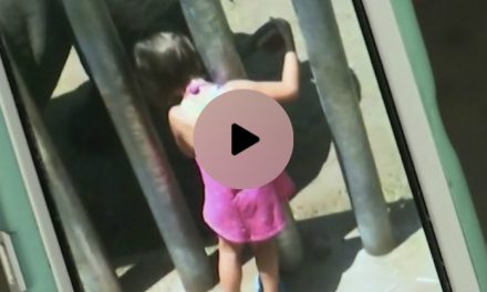 CBS: Florida’s Brevard Zoo let’s toddler “pet and brush” giant rhinos for 10 mins, child falls in suffering lung and liver injuries