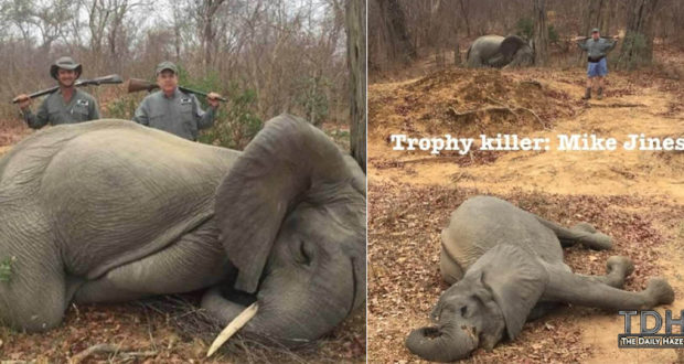 Georgia Energy Businessman proudly poses with 2 baby elephants that he killed (Trigger Warning)