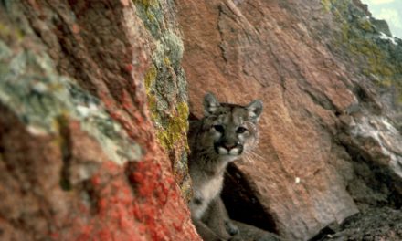 Analysis: Rat poison found in 85 percent of tested mountain lions, bobcats, fishers