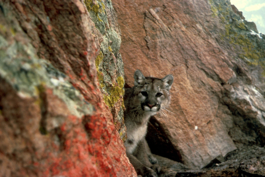 Analysis: Rat poison found in 85 percent of tested mountain lions, bobcats, fishers