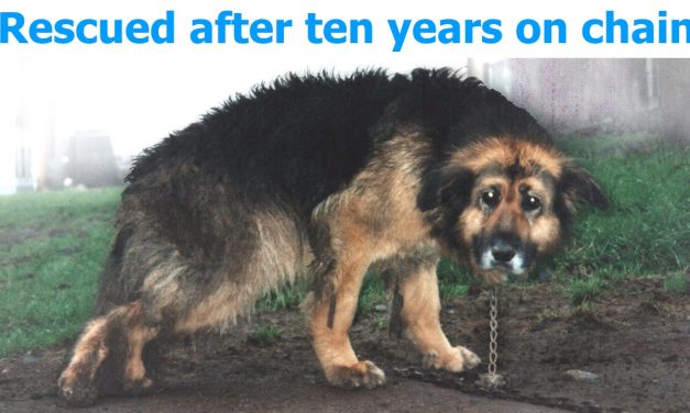 Ten years on a chain: Judith’s happy ending