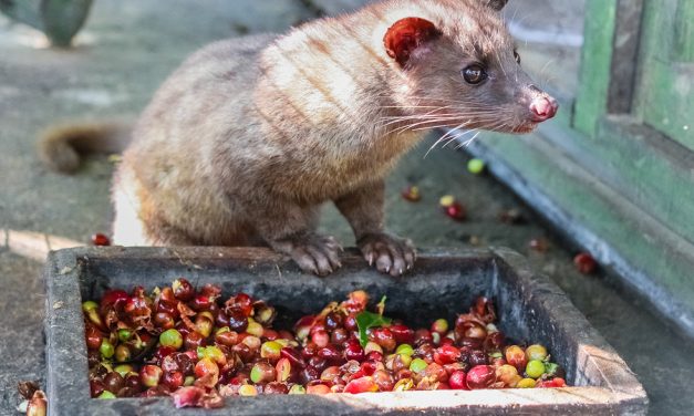 Don’t drink or buy coffee made from poo of abused cats – it’s bitter in more ways than one