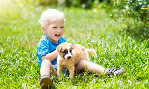 Studies link canine cancers to lawn chemicals