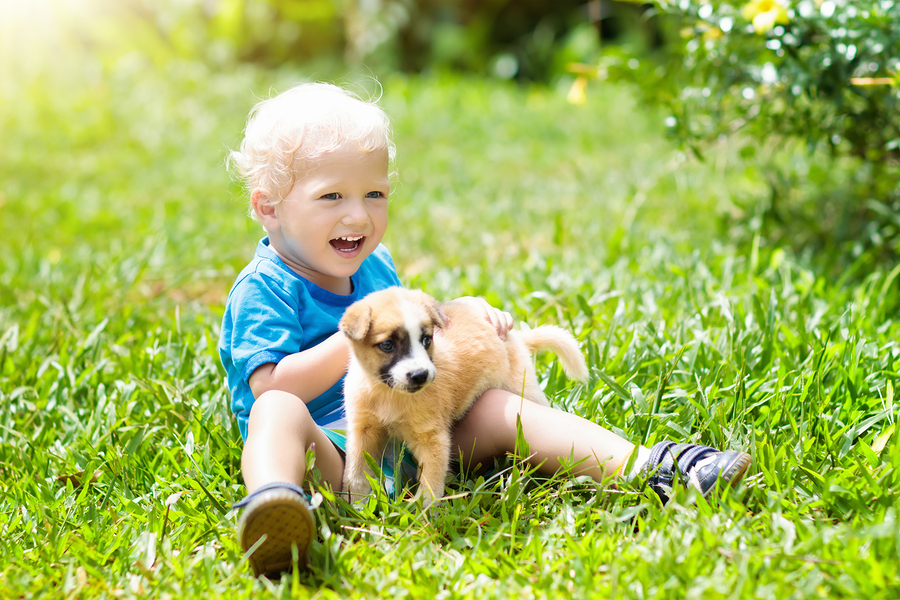 Studies link canine cancers to lawn chemicals