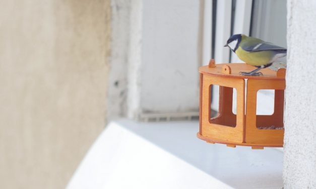 Why birds hit windows—and how you can help prevent it