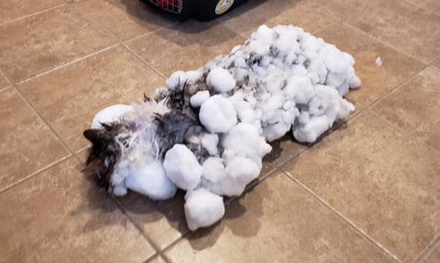 WATCH: Cat nearly frozen solid in U.S. survives