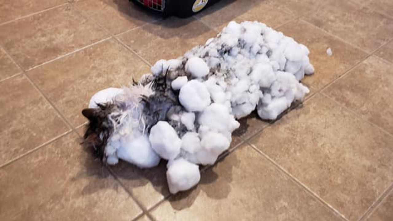 WATCH: Cat nearly frozen solid in U.S. survives