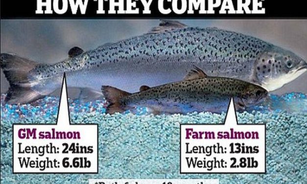 Associated Press: FDA removes restrictions on genetically modified salmon