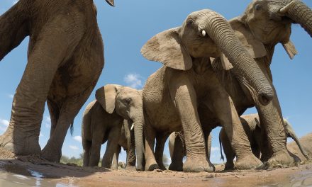 Botswana may lift elephant hunting ban and turn culled animals into pet food