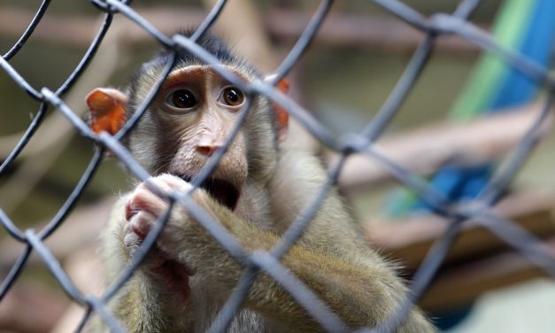 Elon Musk is experimenting on monkeys