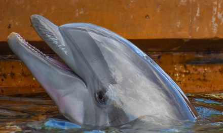 Dolphins save old dog in Florida canal