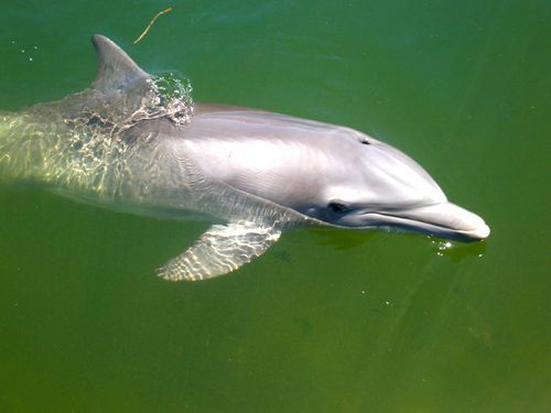 Miami Herald: Dolphins poisoned by toxic algae also showed signs of Alzheimer’s-like brain disease