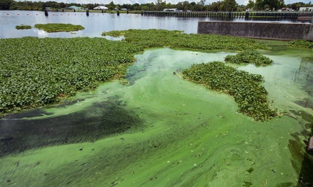 Florida Department of Health emails show agency struggled to manage toxic algae crisis