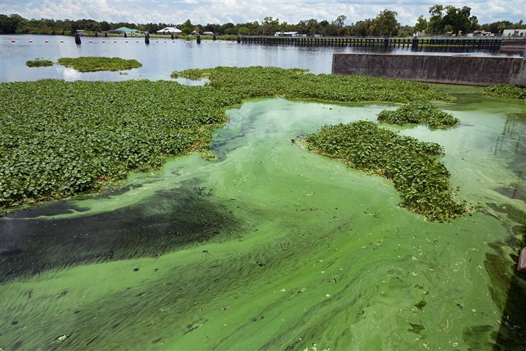 Florida Department of Health emails show agency struggled to manage toxic algae crisis
