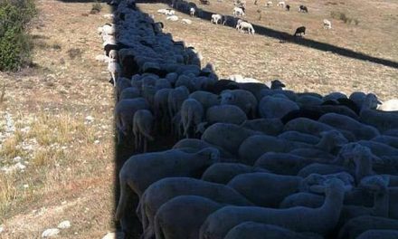 Animal advocates demand all farmers be required to provide shade for their livestock after photos emerge of cattle crowding under trees