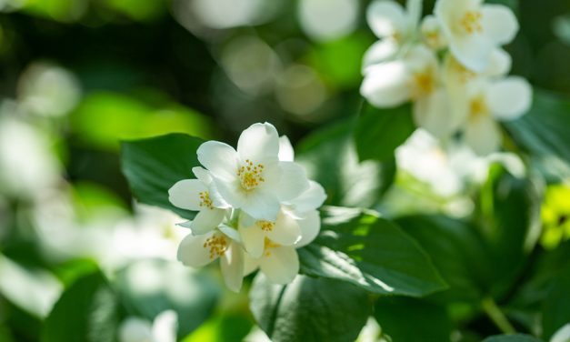 Keep a Jasmine flower in your room to reduce stress and anxiety. Study finds it’s “as calming as valium”