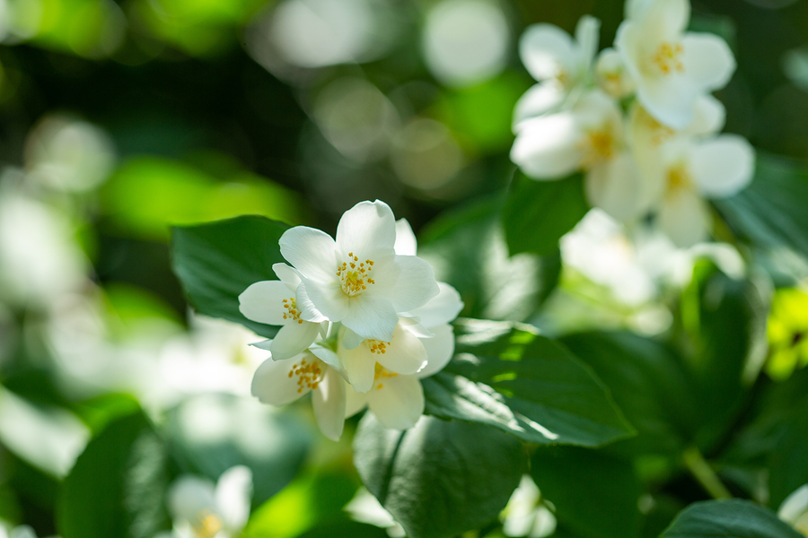 Keep a Jasmine flower in your room to reduce stress and anxiety. Study finds it’s “as calming as valium”