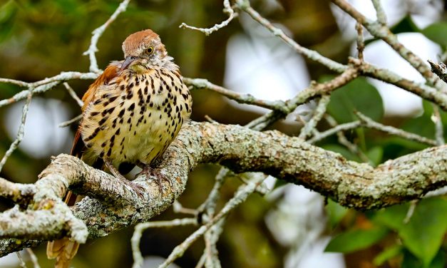 Ecologists have this simple request to homeowners—plant native