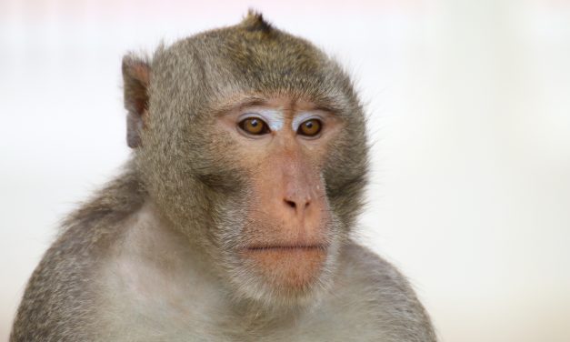 CNN: Chinese scientists defend implanting human gene into monkeys’ brains