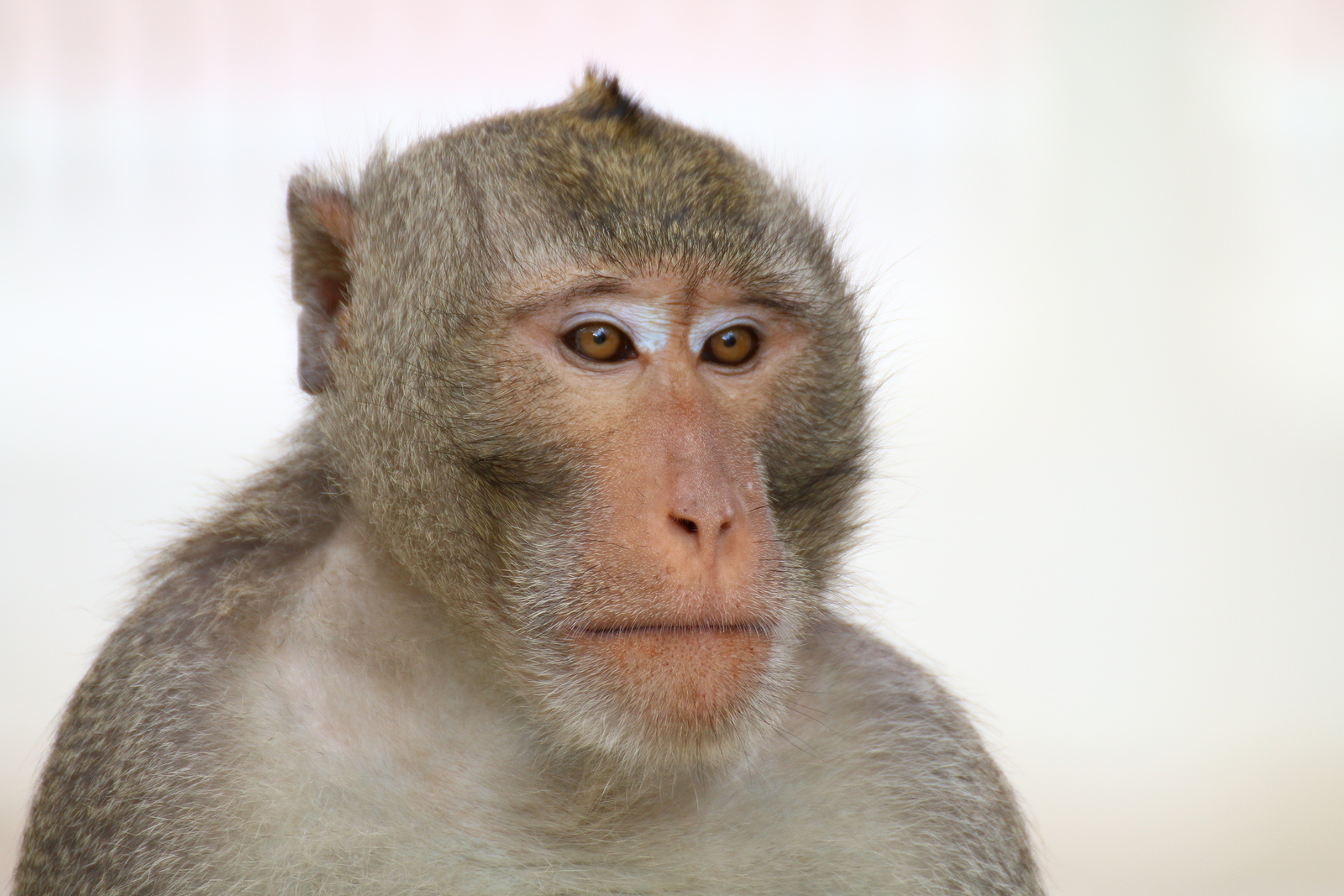 CNN: Chinese scientists defend implanting human gene into monkeys’ brains