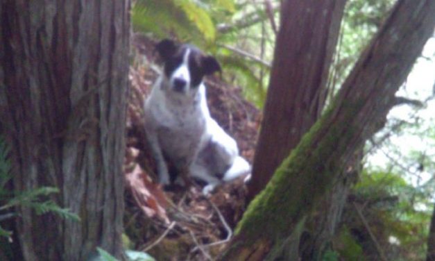 CNN: A hiker did not survive his last climb. His loyal dog barked by his side until rescuers found him