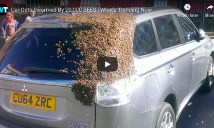 Swarm of bees follows car for 2 days to rescue queen trapped in back
