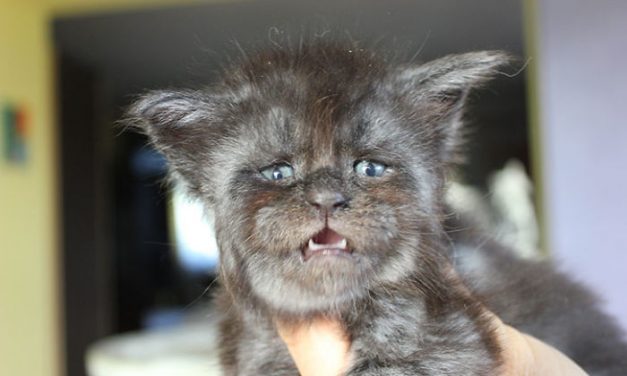 Meet Valkyrie, the Maine Coon cat with a human-like face that’s going viral on Instagram
