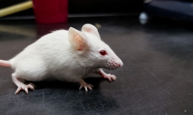 California has officially banned the sale of animal-tested cosmetics