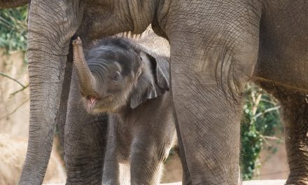 Baby elephant forced to dance for tourists dies after becoming so weak his legs snapped