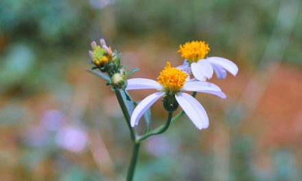 Chamomile treats clinical depression and anxiety